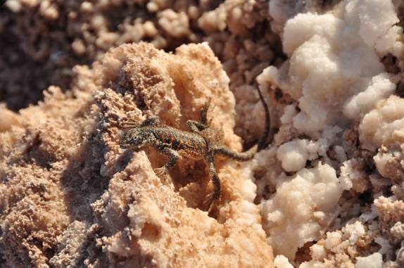 Pequeno lagarto sobrevive no deserto do Atacama - Chile